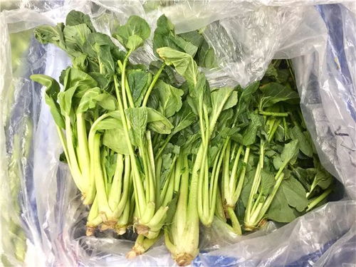 鮮城青島 薺菜3元/斤，春日挖野菜全攻略新鮮出爐